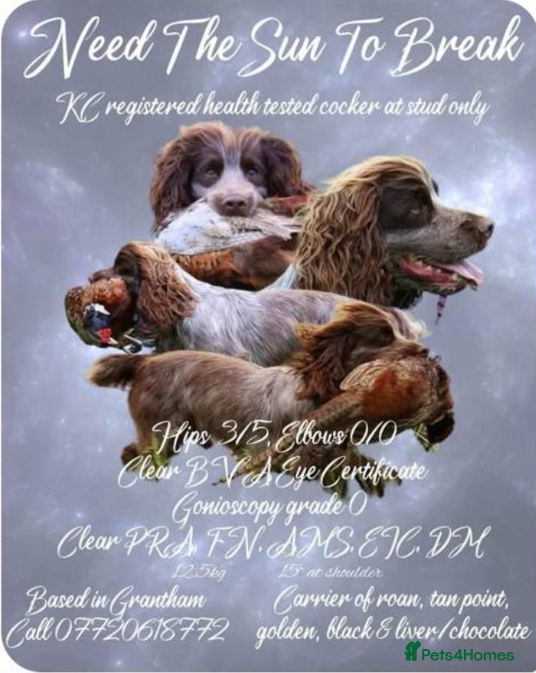 Sprocker dogs for sale: Sprocker puppies  - Image 8