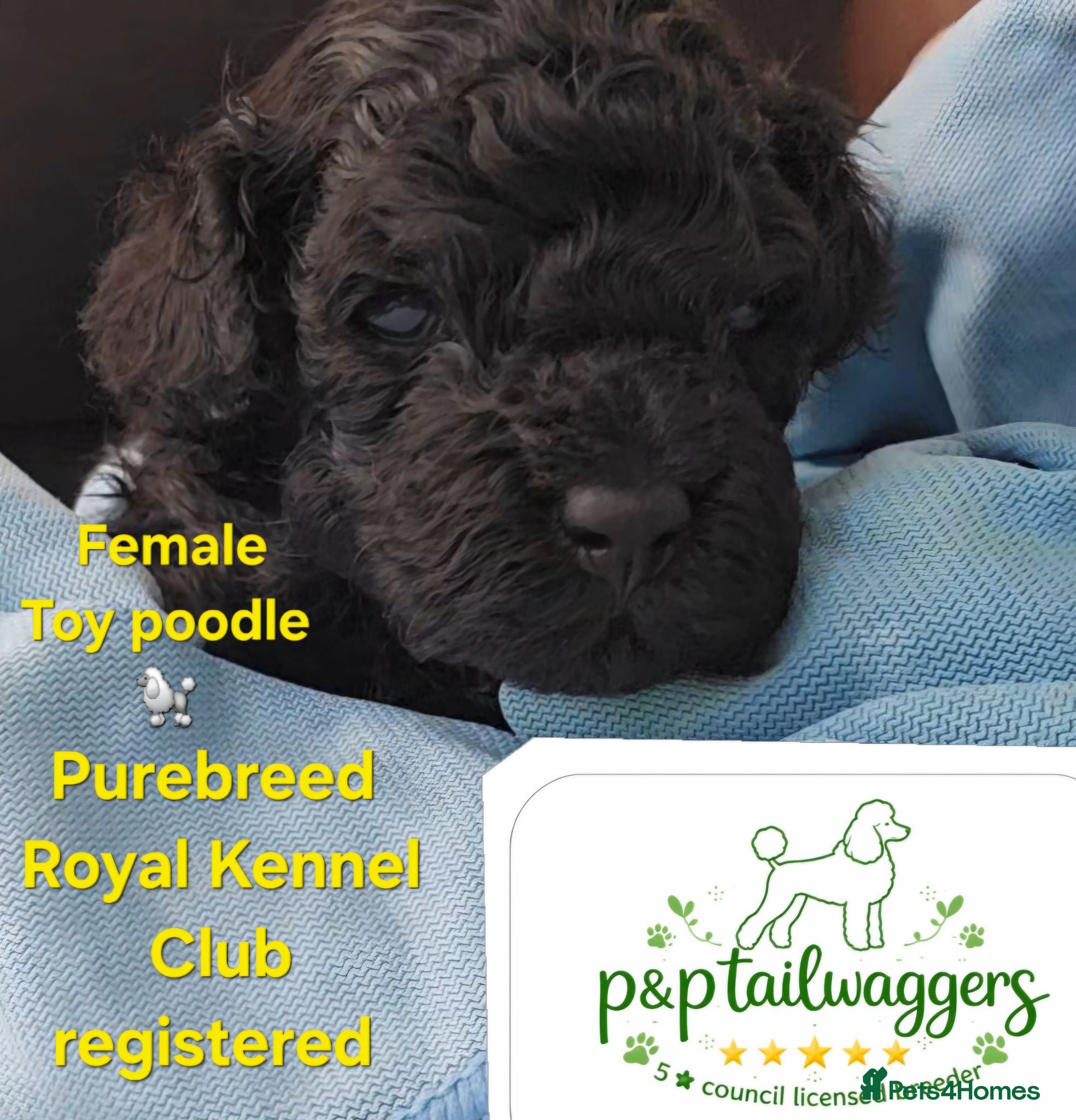 Toy Poodle dogs 🔥Last male🔥Exquisite red Toy Poodle 5⭐️licensed - Advert 2