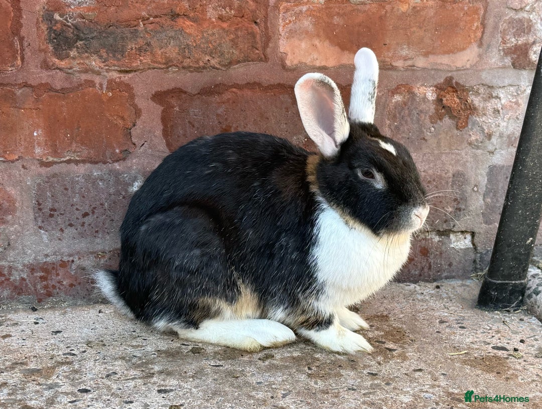 Dwarf Lop rabbits for sale: Dwarf Lops for sale in Winsford - Image 3