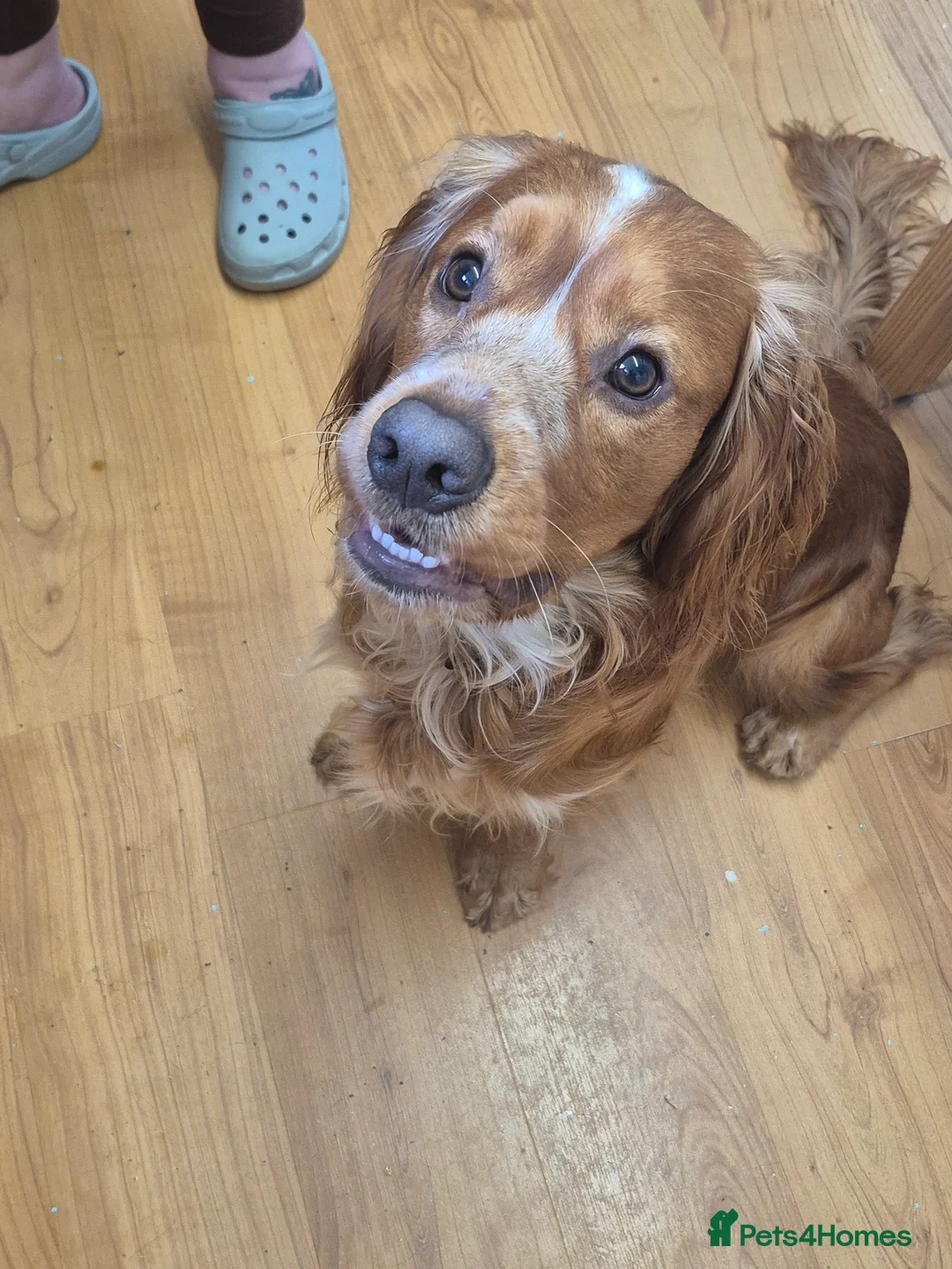 Cocker Spaniel dogs for stud: Cocker spaniel for stud  - Advert 4