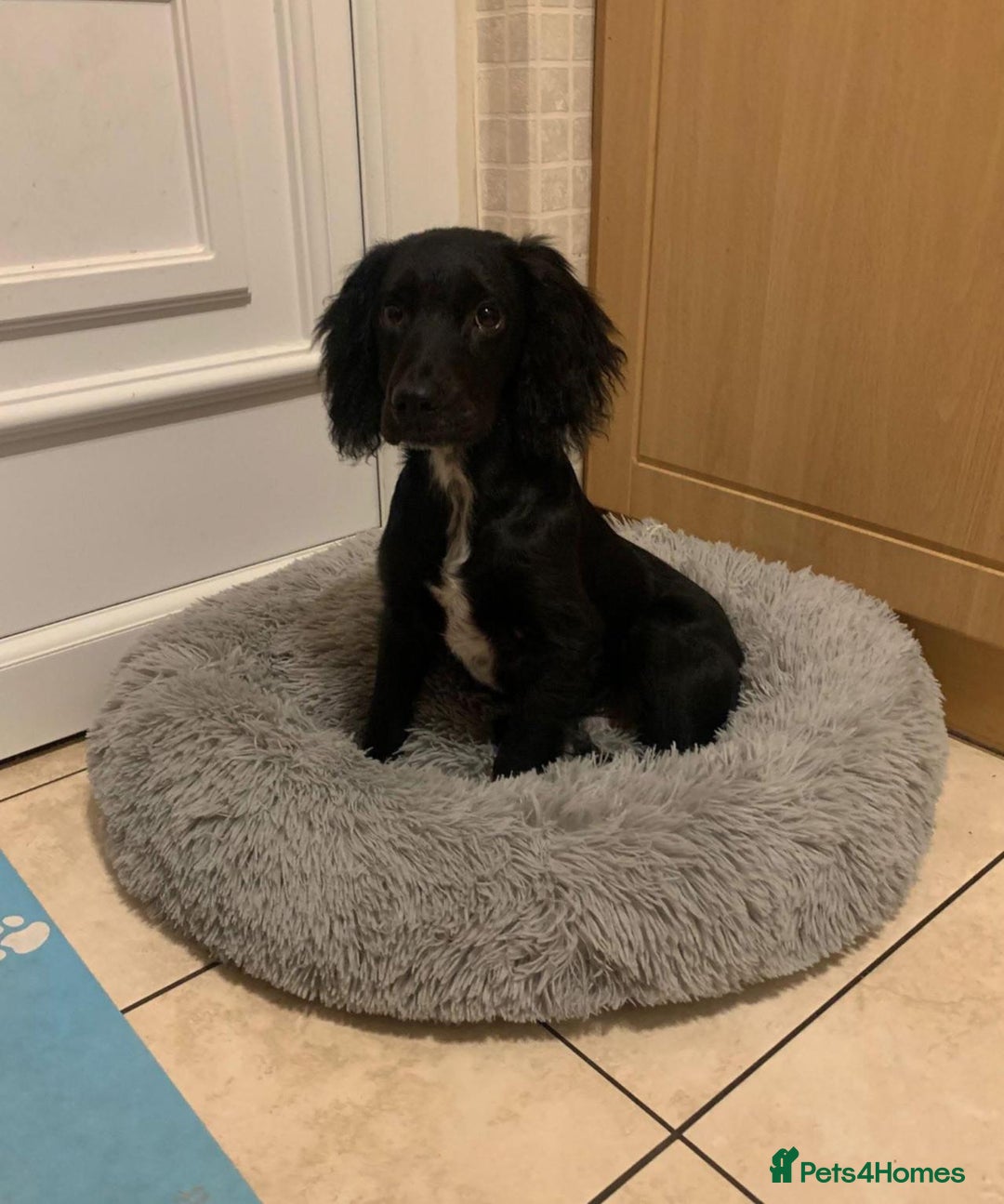 Cockapoo dogs for sale: Cockapoo pups - Advert 8