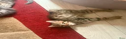 Ragdoll cats for sale: Ragdoll kittens 8 weeks old.  - Advert 24