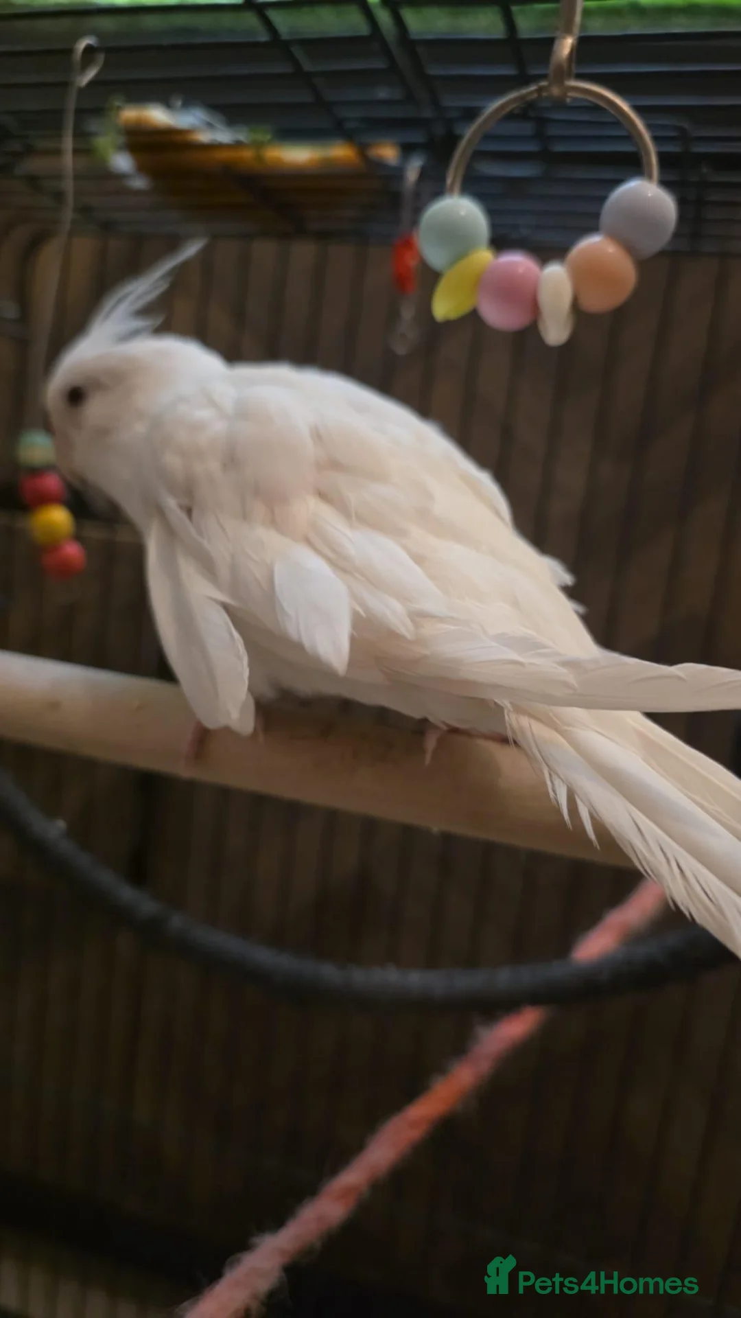 Cockatiels birds for sale: Milky  - Advert 2