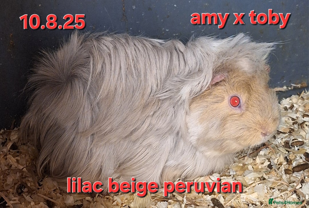 Guinea Pig rodents for sale: Baby female guinea pigs - Advert 3