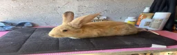 Continental Giant rabbits for sale: Pure continental giants  - Advert 6