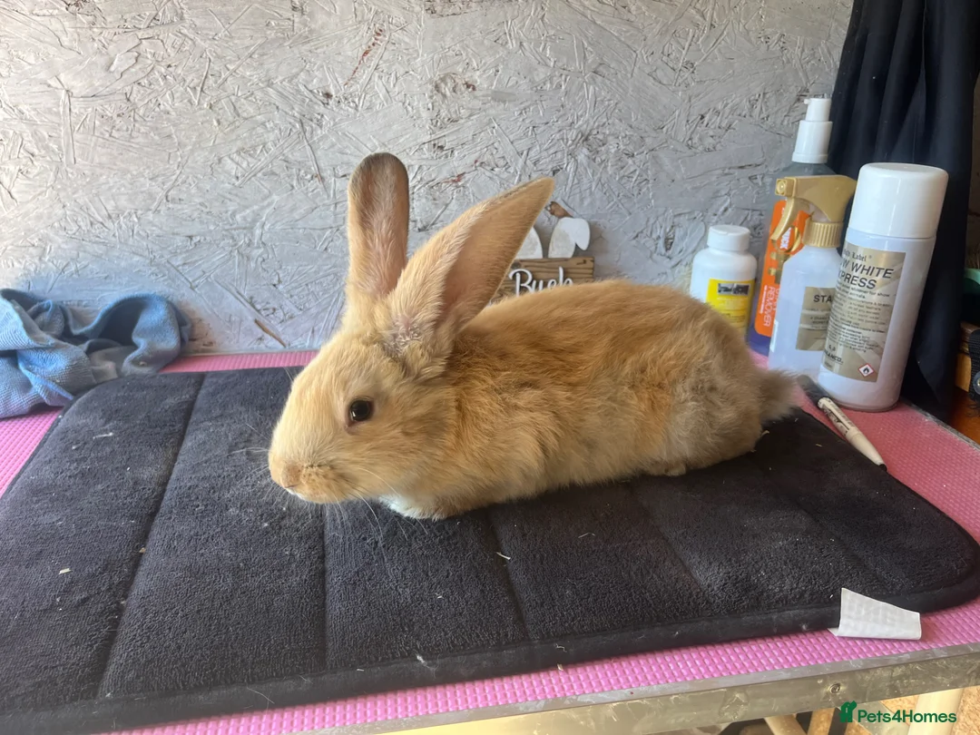 Continental Giant rabbits for sale: Pure continental giants  - Advert 6