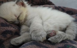Ragdoll cats for sale: 💙 BLUEPOINT RAGDOLL BOY FOR SALE 💙 - Image 35