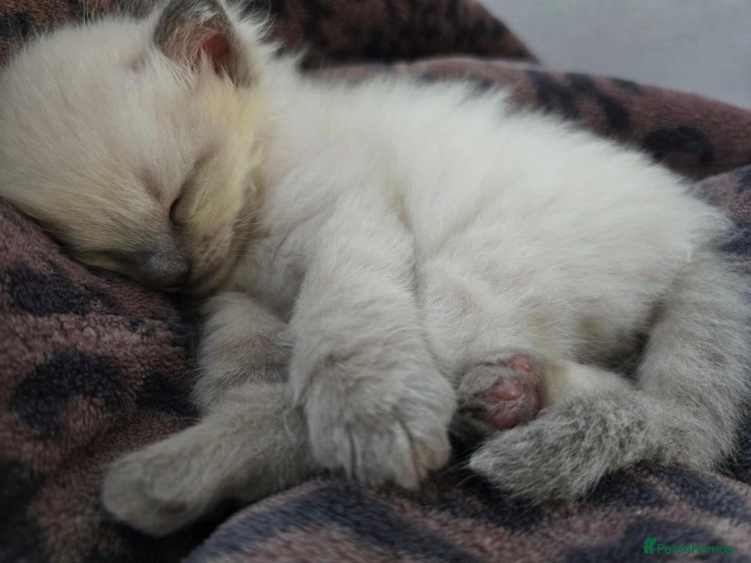 Ragdoll cats for sale: 💙 BLUEPOINT RAGDOLL BOY FOR SALE 💙 - Image 35