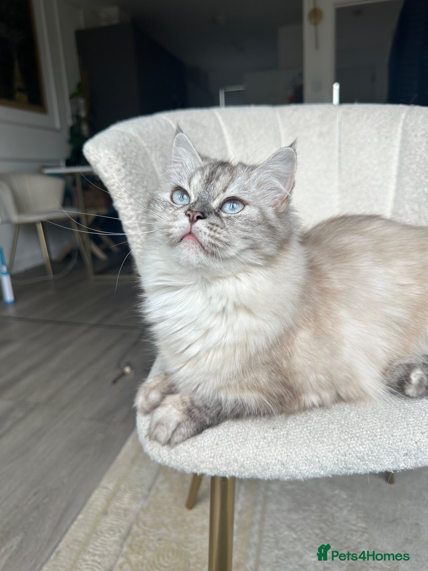 Ragdoll cats Beautiful Ragdoll Lynx Point Female - Advert 9