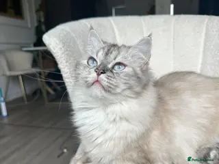 Ragdoll cats Beautiful Ragdoll Lynx Point Female - Advert 2