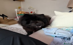 Chow Chow dogs for sale: chow chow 1.5 year old  - Image 1