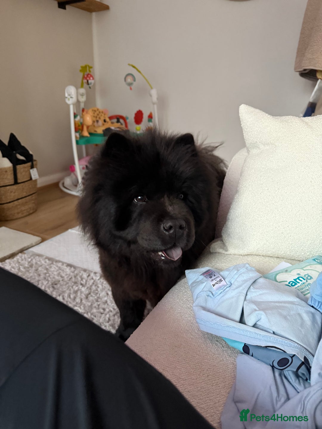 Chow Chow dogs for sale: chow chow 1.5 year old  - Image 1