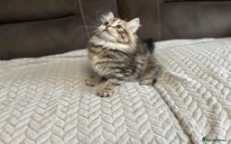 Siberian cats for sale: Purebred- Hypoallergenic Siberian Kittens - Image 38