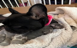 French Bulldog dogs for sale: 5 KC registered French Bulldogs🐾 - Image 2