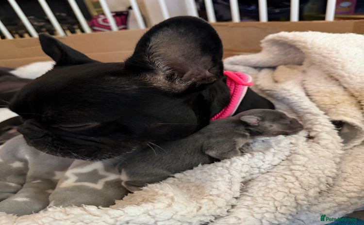 French Bulldog dogs - Advert 4