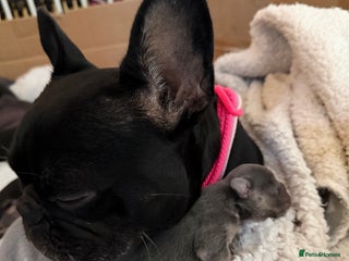 French Bulldog dogs - Advert 13