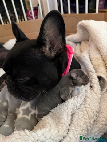 French Bulldog dogs - Advert 4