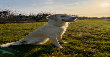 Mixed Breed dogs - Advert 18