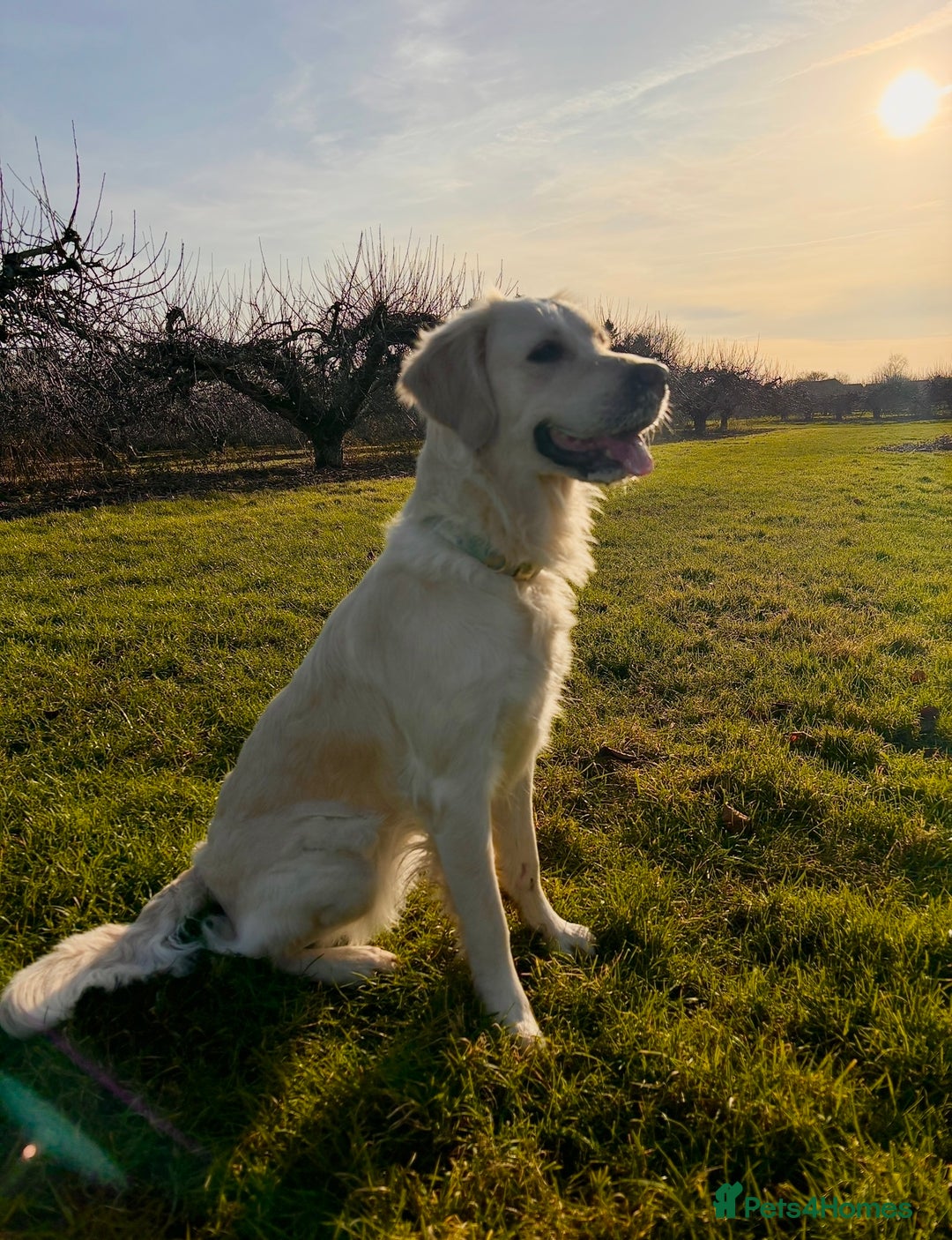 Mixed Breed dogs for sale: Golden retriever x Alaskan chow pups coming soon🐾 - Image 2
