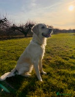 Mixed Breed dogs - Advert 1