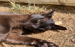 Burmese cats for sale: Pedigree Burmese retired queen and stud   - Image 10