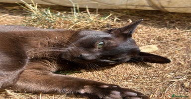 Burmese cats - Advert 15