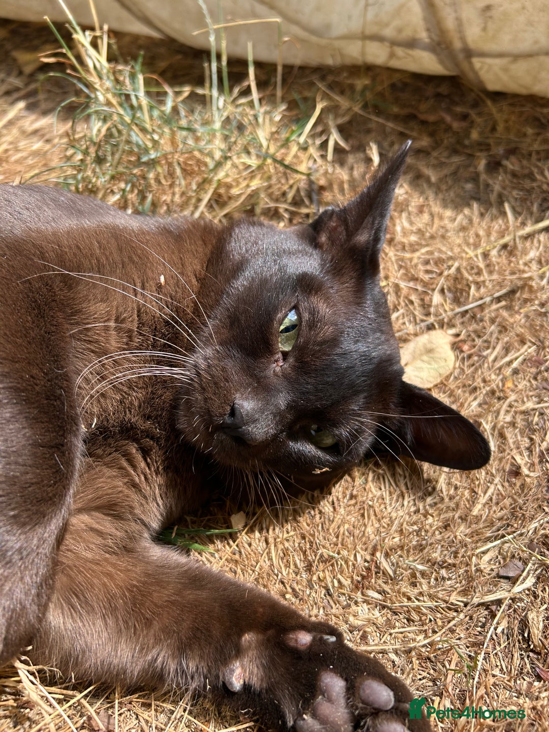 Burmese cats for sale: Pedigree Burmese retired queen and stud   - Image 10