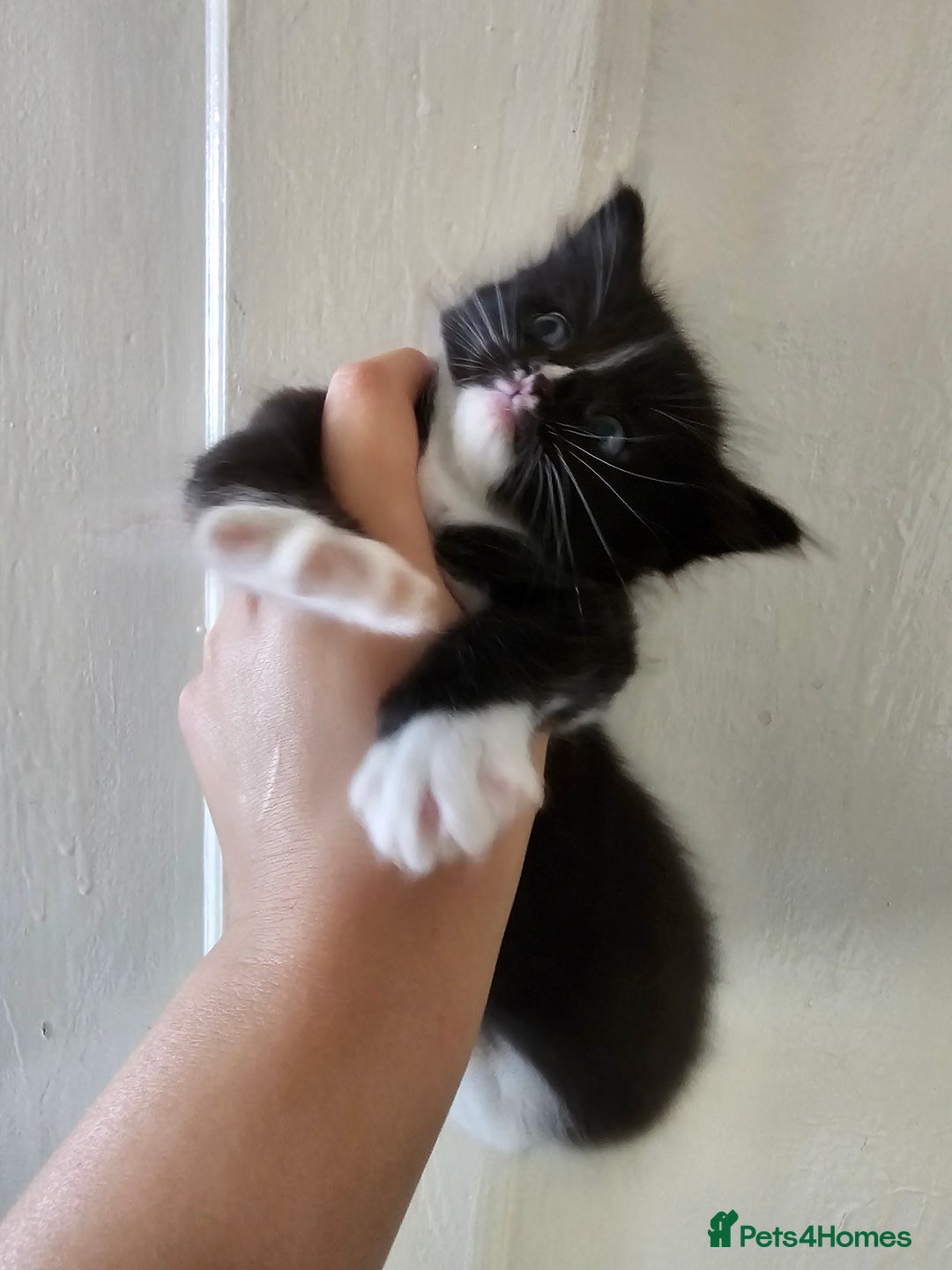 Mixed Breed cats for sale: Kittens for sale ready to leave to good homes  - Image 7