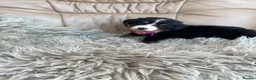 Bernese Mountain Dog dogs for sale: Stunning boys and girls - Advert 9
