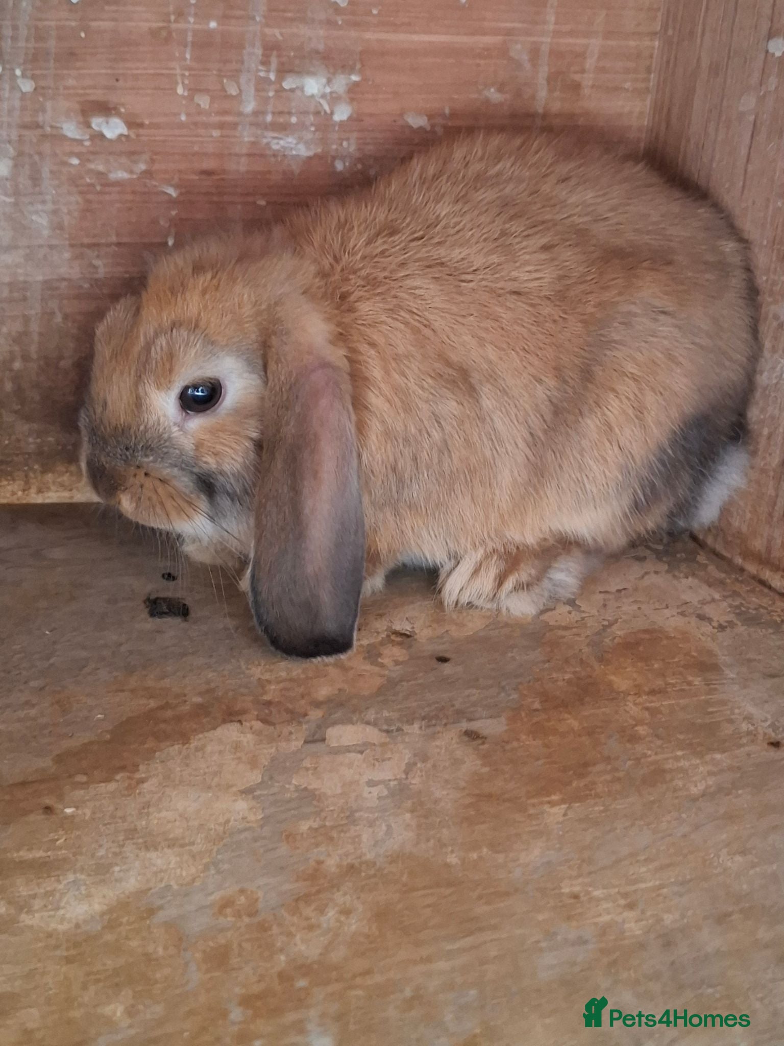 Mini Lop rabbits Mini Lops - Advert 2
