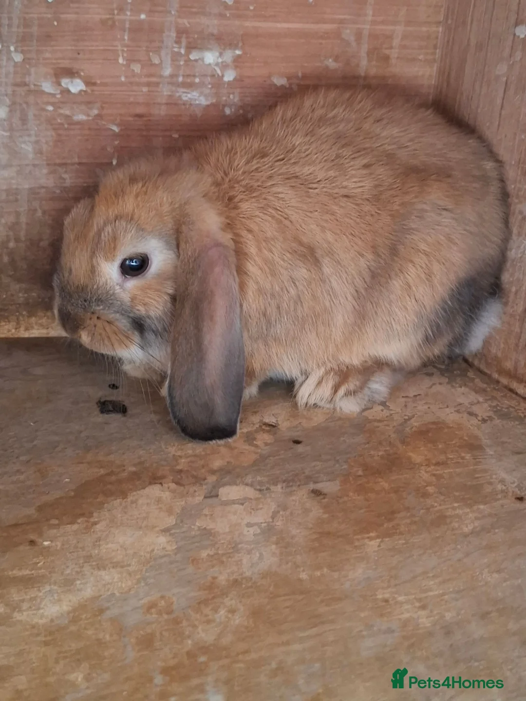 Mini Lop rabbits for sale: Mini Lops - Advert 2