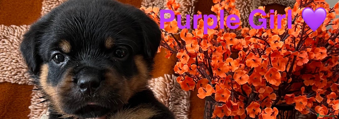 Rottweiler dogs for sale: The best of the best Rottweilers  - Image 32