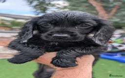 Mixed Breed dogs for sale: Cockalier puppies F1 for sale - Image 3
