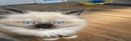 Ragdoll cats for sale: Rare Ragdoll kittens  - Advert 4