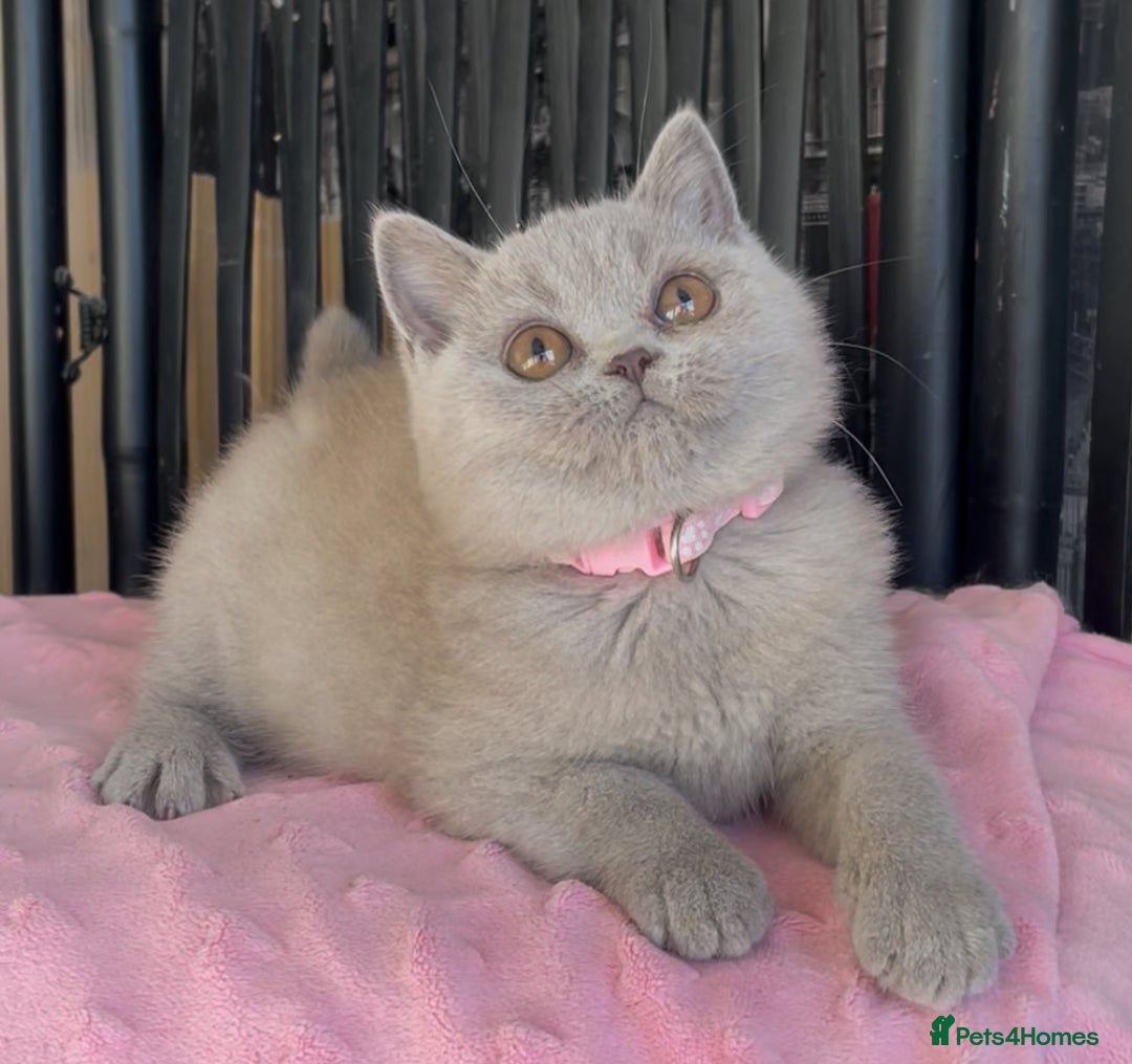 British Shorthair cats for sale: Beautiful BSH kittens  - Image 16