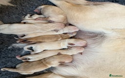 Goldador dogs for sale: A Special Litter of Goldador Puppies - Image 5