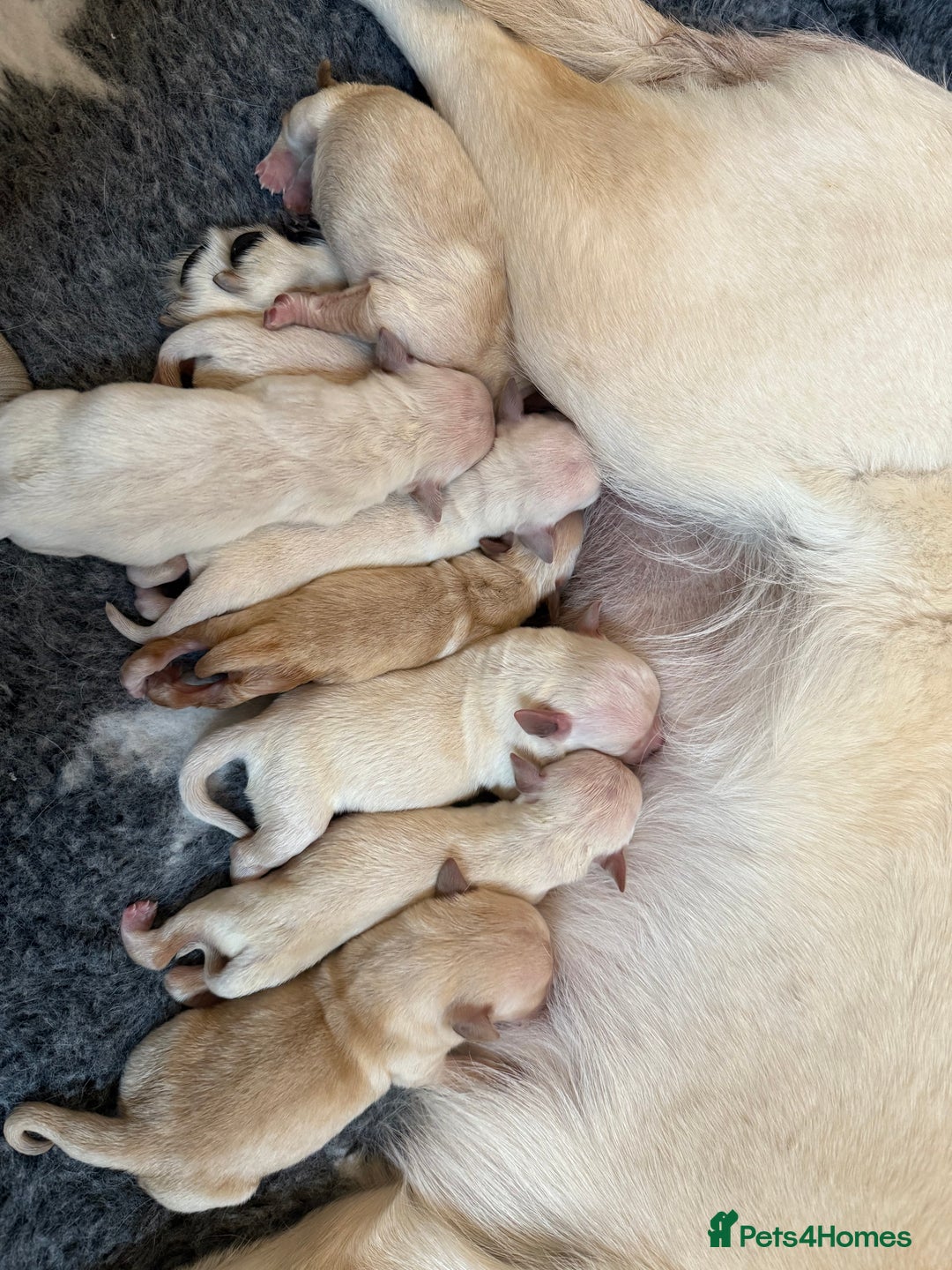 Goldador dogs for sale: A Special Litter of Goldador Puppies - Image 5