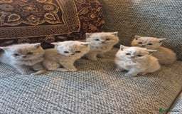 British Shorthair cats for sale: Beautiful Purebred British Shorthair kittens - Image 1