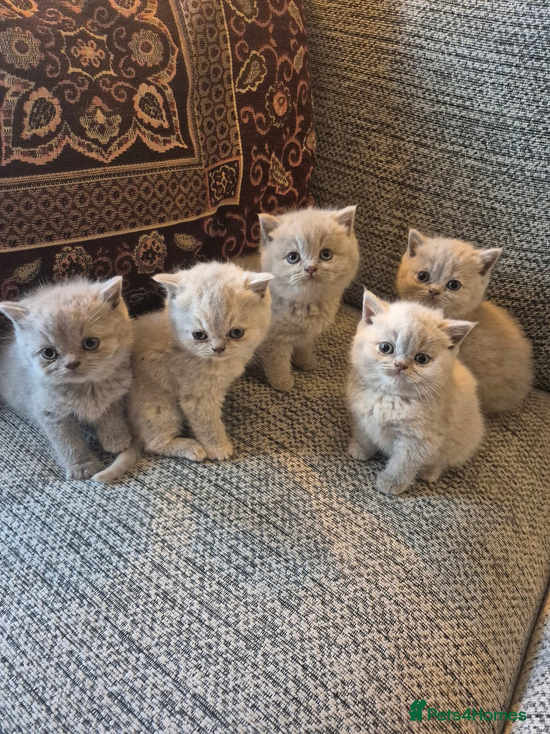 British Shorthair cats for sale: Beautiful Purebred British Shorthair kittens - Image 1
