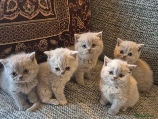 British Shorthair cats - Advert 12