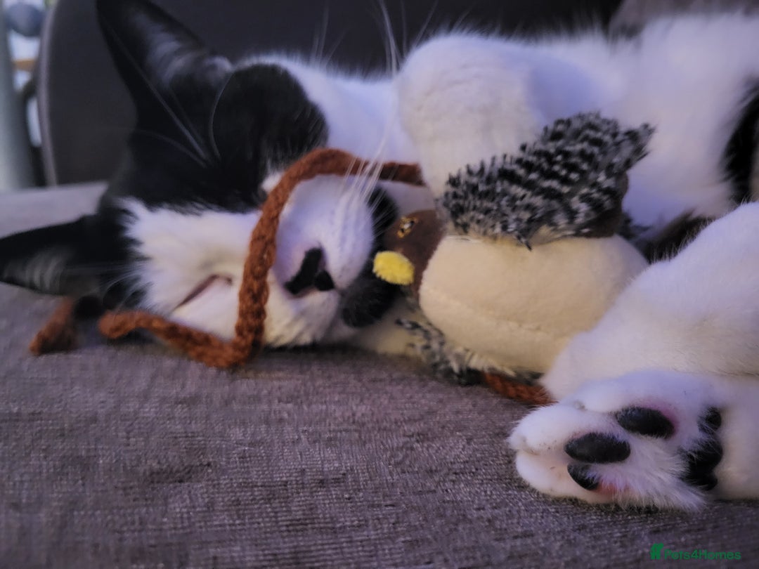 Domestic Shorthair cats for sale: Fluffy boy Oreo - Advert 10