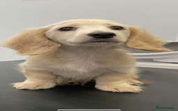 Miniature Dachshund dogs for stud: Black&Cream Miniature LongCoat (CarriesChoc) 3.9kg in Dalry - Image 5