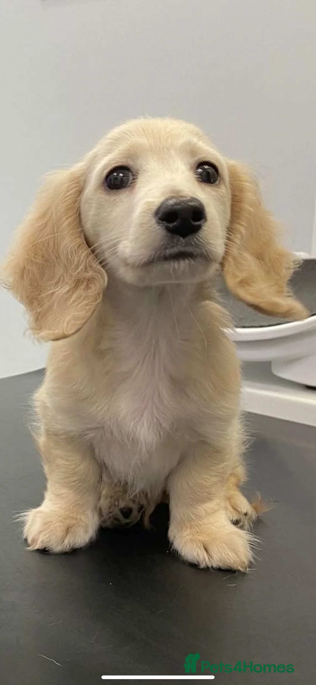 Miniature Dachshund dogs for stud: Black&Cream Miniature LongCoat (CarriesChoc) 3.9kg in Dalry - Advert 5