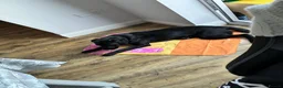Labrador Retriever dogs for sale: Labrador  in Spalding - Advert 3