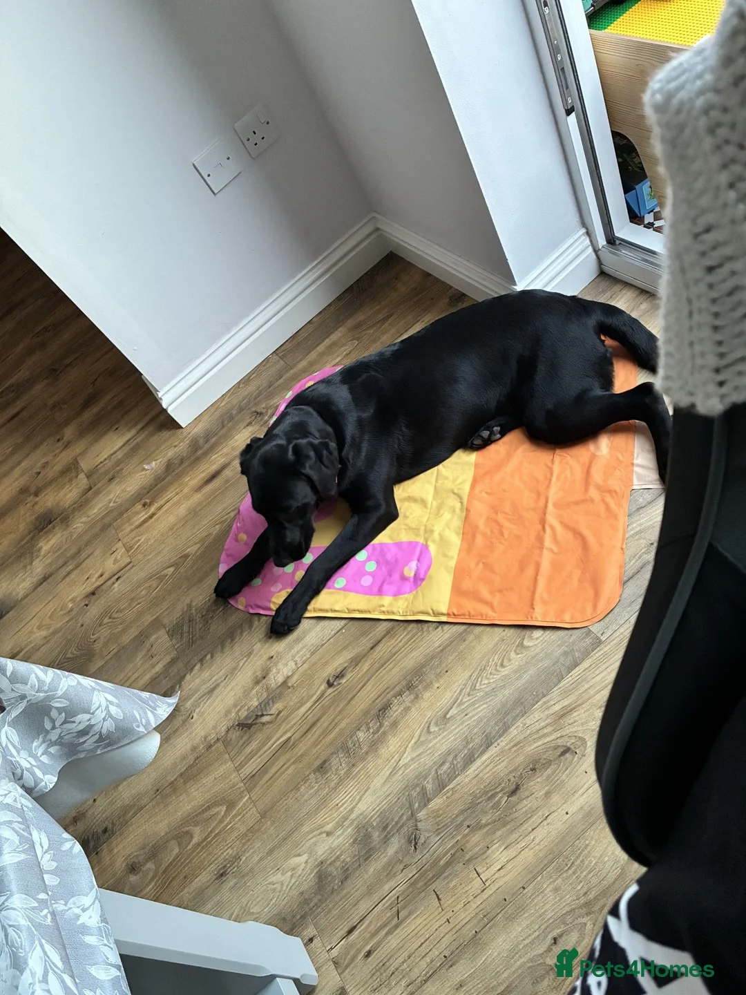 Labrador Retriever dogs for sale: Labrador  in Spalding - Advert 3
