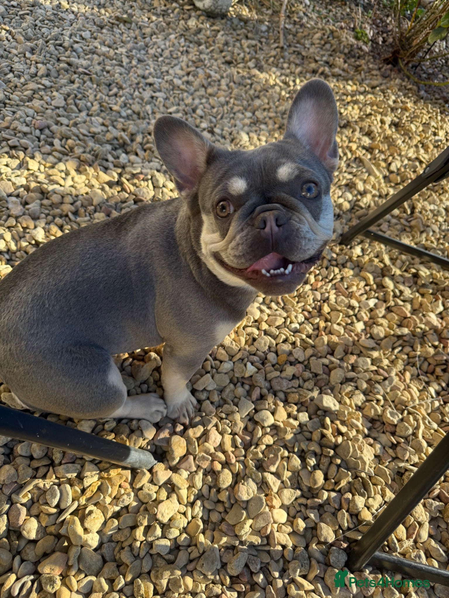 French Bulldog dogs 1 year old French bulldog  - Advert 1