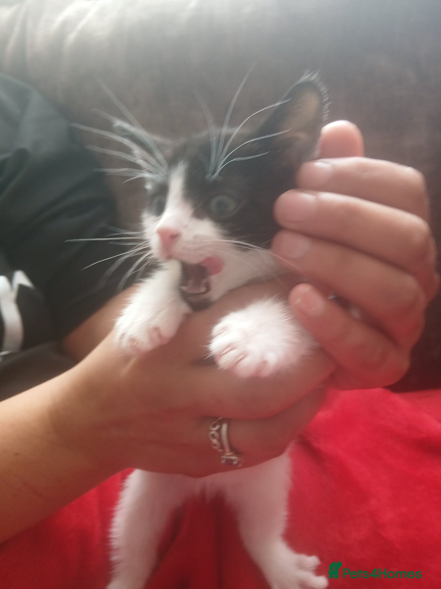Mixed Breed cats Kittens - Advert 3