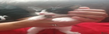 Mixed Breed Kitten 1