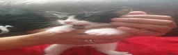 Mixed Breed cats for sale: Kittens in Sunderland - Advert 1