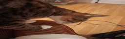 Mixed Breed cats for sale: Torbie girl for sale (5yrs) - Advert 5